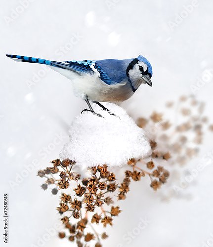 Синяя зимняя птица на ветке
