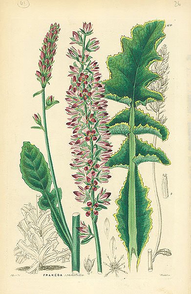 Francoa sonchifolia