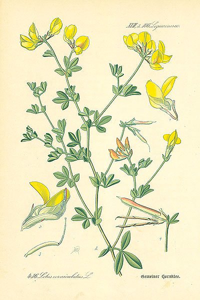 Leguminosae, Lotus corniculatus