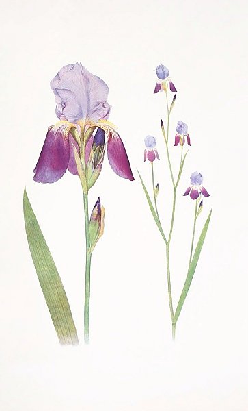 Iris trojana