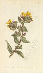 Постер Lithospermum Orientale. Yellow Gromwell, or Bugloss Постер Lithospermum Orientale. Yellow Gromwell, or Bugloss