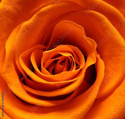Оранжевая роза макро №2