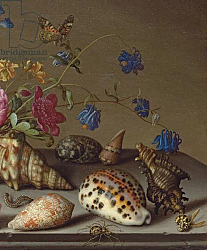 Постер Аст Балтазар Flowers, shells and insects on a stone ledge 1 Постер Аст Балтазар Flowers, shells and insects on a stone ledge 1