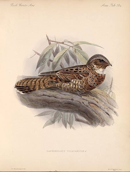Птицы J. G. Keulemans №62