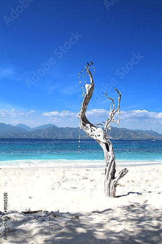 Сухое дерево на пляже, Бали, острова Гили