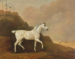 Постер Болтби Джон A Grey Arab Stallion in a Desert Landscape Постер Болтби Джон A Grey Arab Stallion in a Desert Landscape