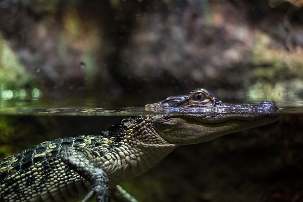 Молодой крокодил выглядывает из воды
