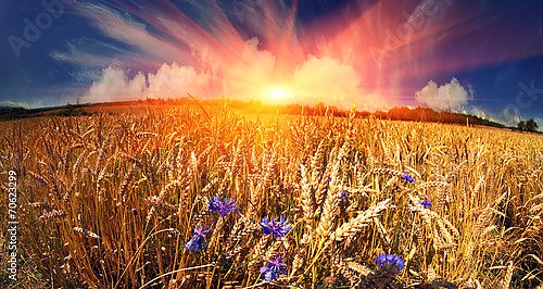 Пшеничное поле на закате 2