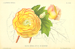 Постер Begonia Hybrida Mme CH. DE BOSSCHERE 1