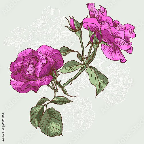 Ярко-розовые розы с бутонами