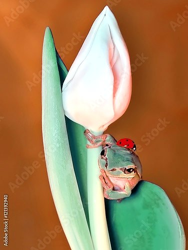 Лягушонок, прячущийся за бутоном цветка