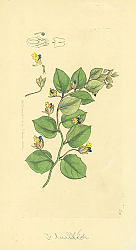 Постер Sowerby Ботаника №11