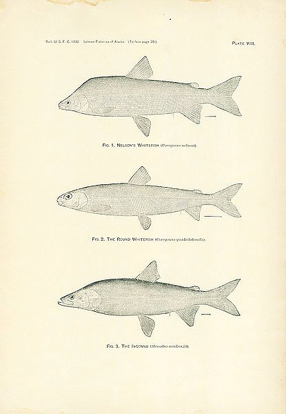 Nelsons's Whitefish, The Round Whitefish, The Inconnu