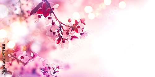 Цветущая розовая ветка дерева