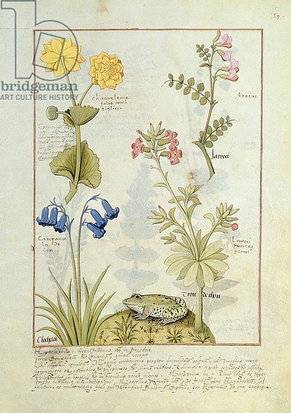 Постер Тестард Робинет (бот) Ms Fr. Fv VI #1 fol.141r Illustration from the 'Book of Simple Medicines'
