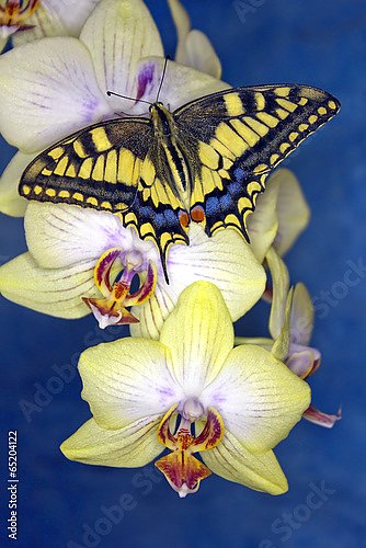 Бабочка на цветах орхидеи 2