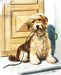 Постер Иллос Берт Dog holding lead in it's mouth Постер Иллос Берт Dog holding lead in it's mouth