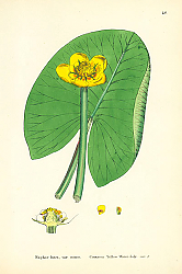 Постер Nuphar lutea, var minor. Common Yellow Water-Lily