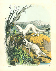 Постер Животные №2 1
