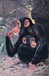 Постер Кунер Вильгельм Chimpanzee, illustration from'Wildlife of the World', c.1910 Постер Кунер Вильгельм Chimpanzee, illustration from'Wildlife of the World', c.1910