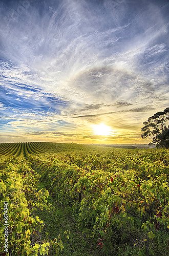 Виноградники Макларен Вейл на закате, Австралия