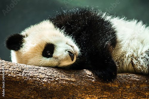 Постер Маленькая панда на дереве