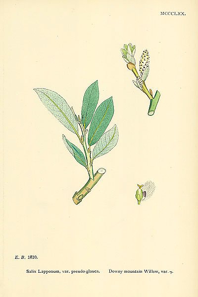 Salix Lapponum, var. psedo-glauca. Downy mountain Willow