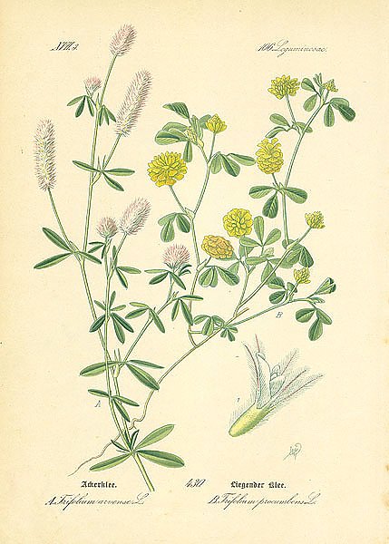Leguminosae, Trifolium arvense, Trifolium procumbens