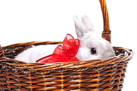 Кролик в корзинке