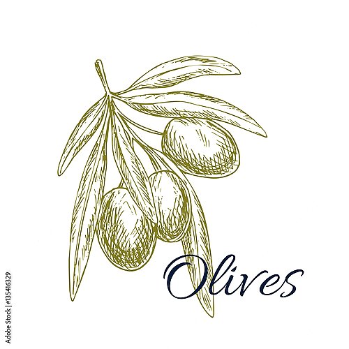 Оливковая ветвь с оливами