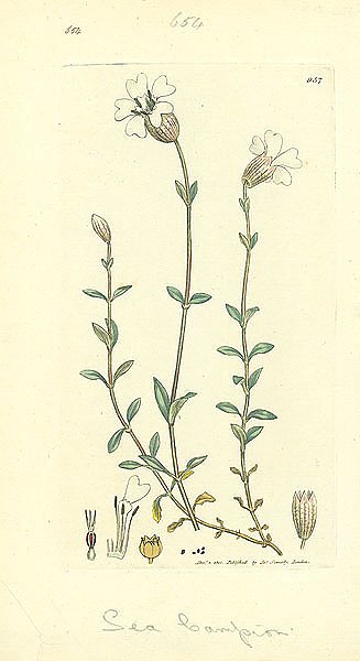 Sowerby Ботаника №19 1