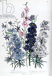 Постер Лудон Джейн (бот) Delphiniums, plate 3 from 'The Ladies' Flower Garden', published 1842 Постер Лудон Джейн (бот) Delphiniums, plate 3 from 'The Ladies' Flower Garden', published 1842