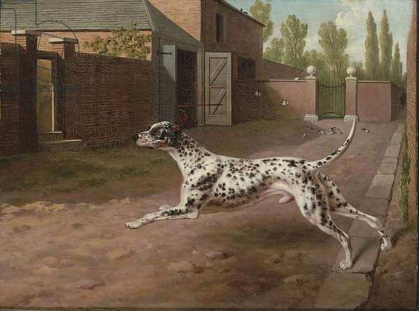 A Dalmation Running in a Stable Yard