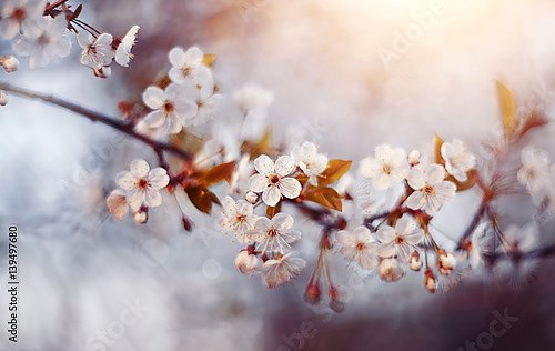 Ветка вишневого дерева с цветами