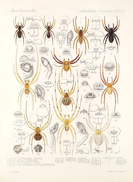 Arachnida Araneidea Pl 34