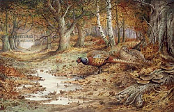 Постер Даннер Карл (совр) Cock Pheasant and Sulphur Tuft Fungi, Постер Даннер Карл (совр) Cock Pheasant and Sulphur Tuft Fungi,