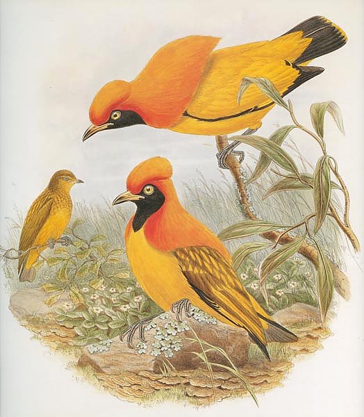Flame Bowerbird (male & female)