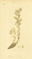 Постер Sowerby Ботаника №6