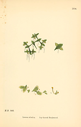 Постер English Botany №222 1