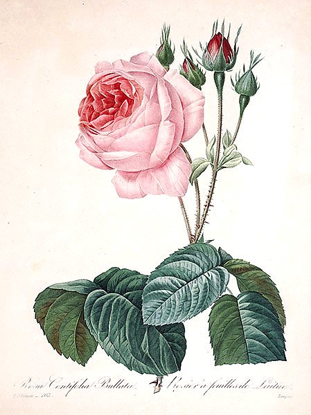 Столистная роза Буллата