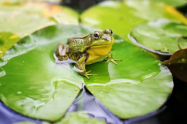 Зеленая лягушка в пруду