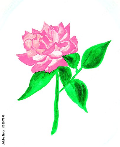 Розовый цветок с яркими зелеными листьями на белом