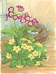 Постер Бентон Линда (совр) Auricula, Primrose and Nest, 1998 Постер Бентон Линда (совр) Auricula, Primrose and Nest, 1998