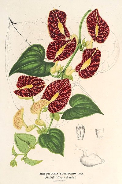 Aristolochia floribunda