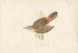 Постер Rufous Warbler 1