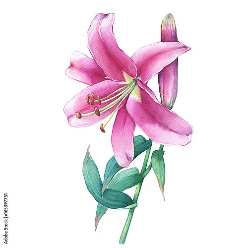 Постер Акварельная розовая лилия