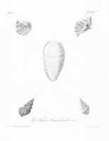 Черно-белое