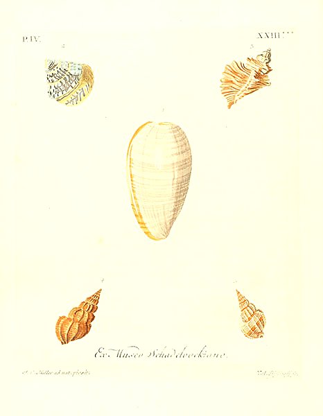 Морские раковины 112