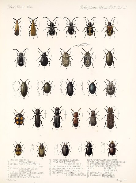 Insecta Coleoptera Pl 092