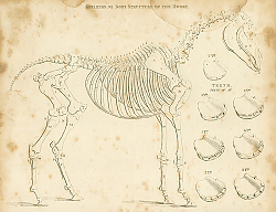 Постер Skeleton, or Bony Structure of the Horse